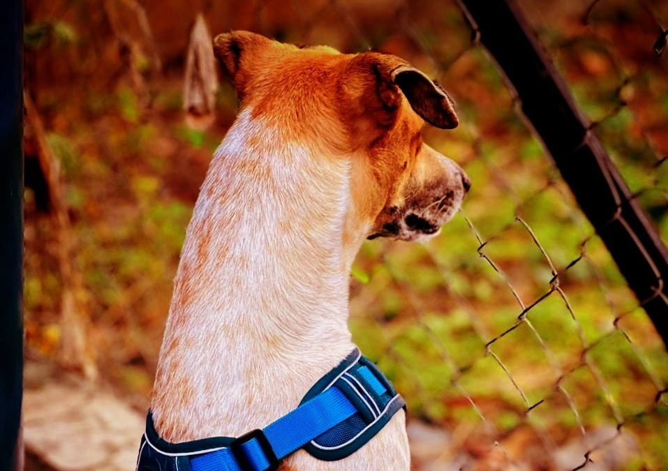 EDUCACIÓN CANINA PARA TU CACHORRO