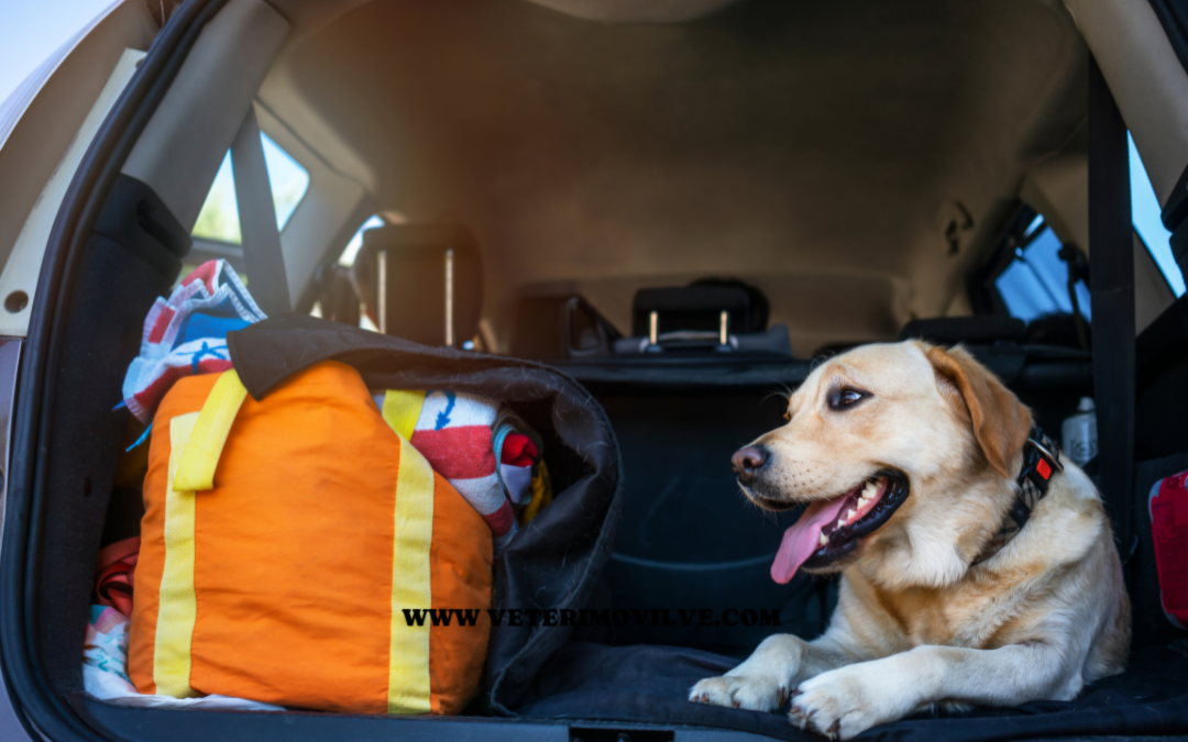 🐾 Consejos para viajar con tu mascota en Venezuela