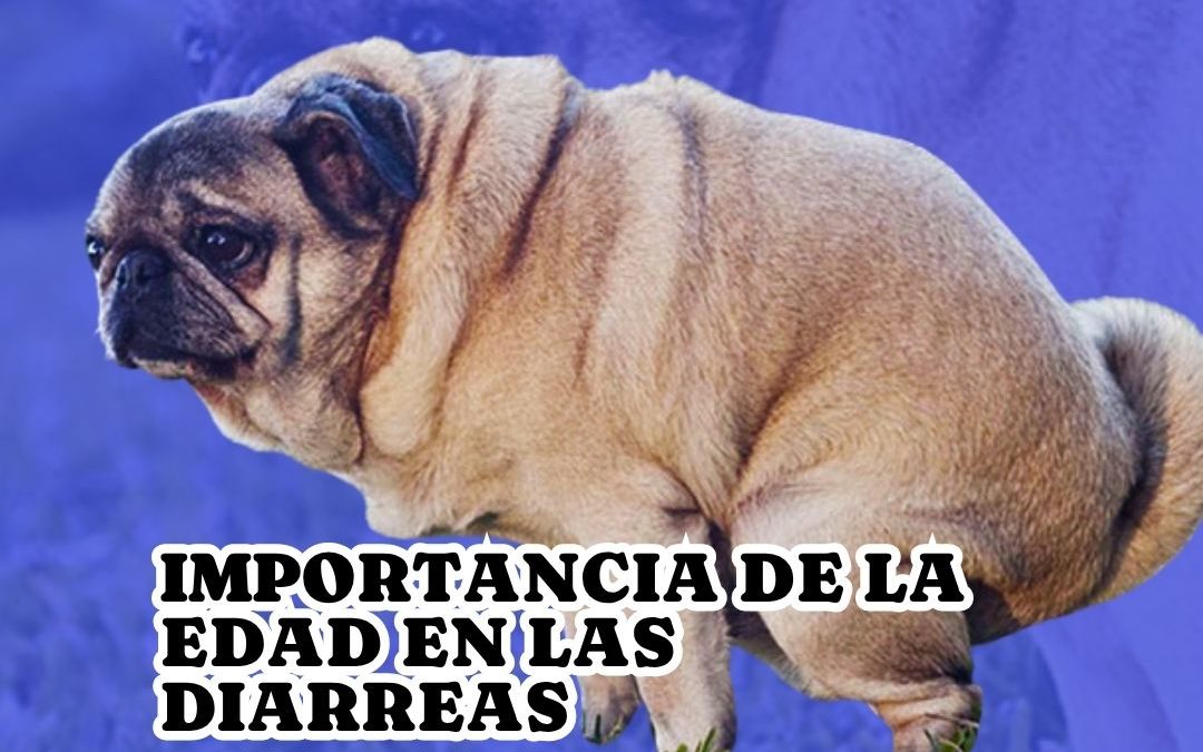 DIARREA EN PERROS: LO QUE NO TE DICEN, LO QUE SI PUEDES HACER.