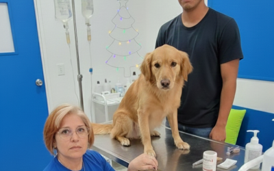 Eutanasia Veterinaria en Mérida: El Valor Real de un Acto de Amor y Profesionalismo