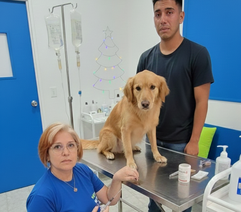 Eutanasia Veterinaria en Mérida: El Valor Real de un Acto de Amor y Profesionalismo